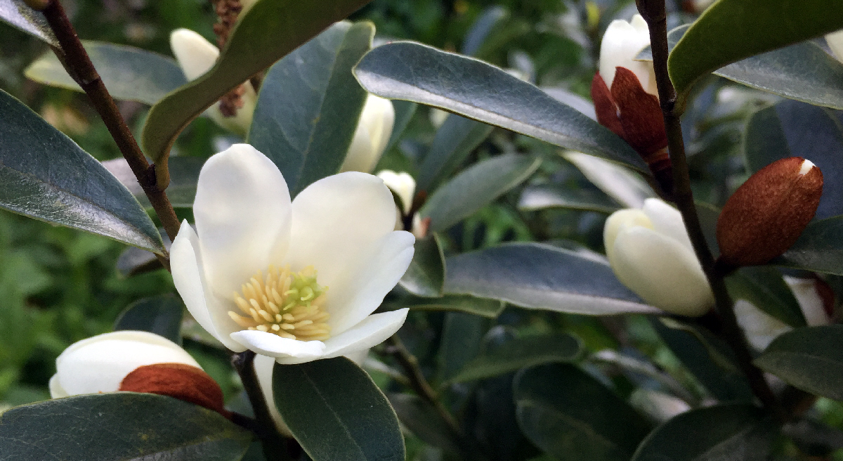laevifolia